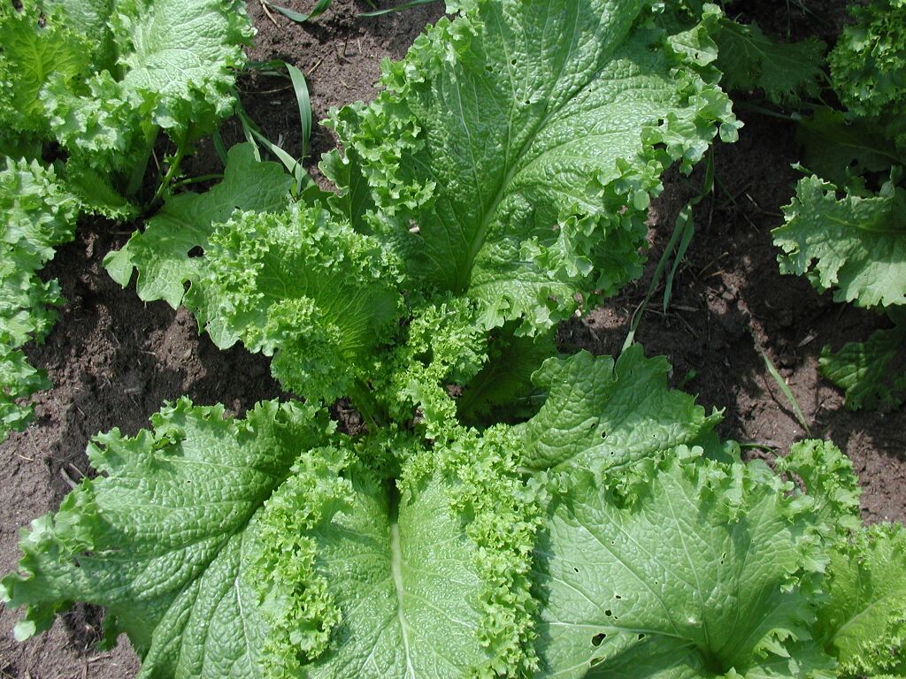 Organic Green Wave Mustard, Brassica juncea